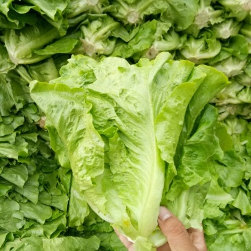 意大利生菜2两~3两价格便宜一条龙服务