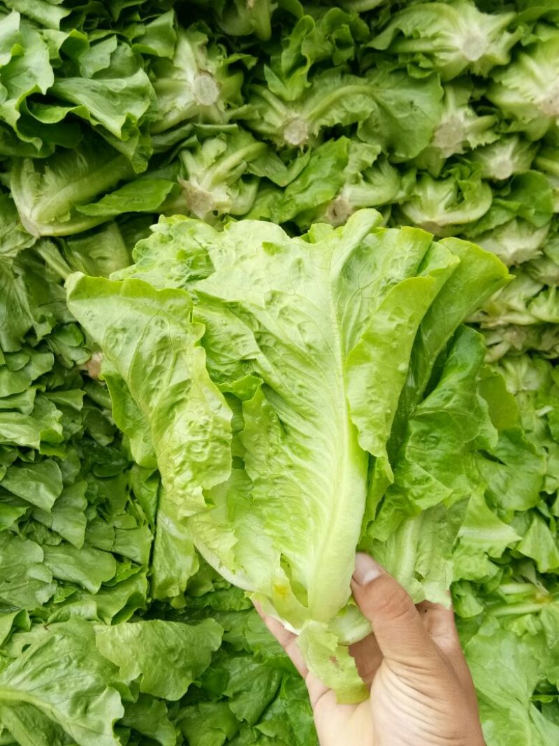 意大利生菜2两~3两价格便宜一条龙服务