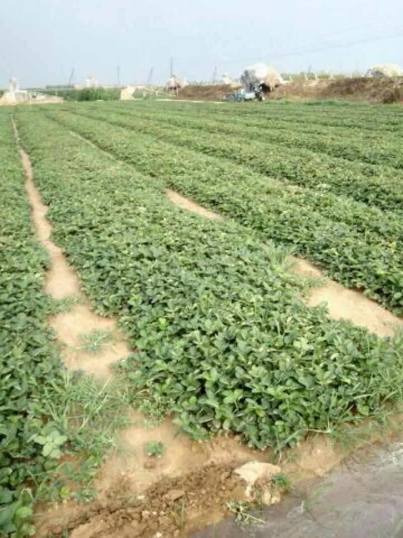 红颜草莓苗10~20cm红颜脱毒苗基地直销