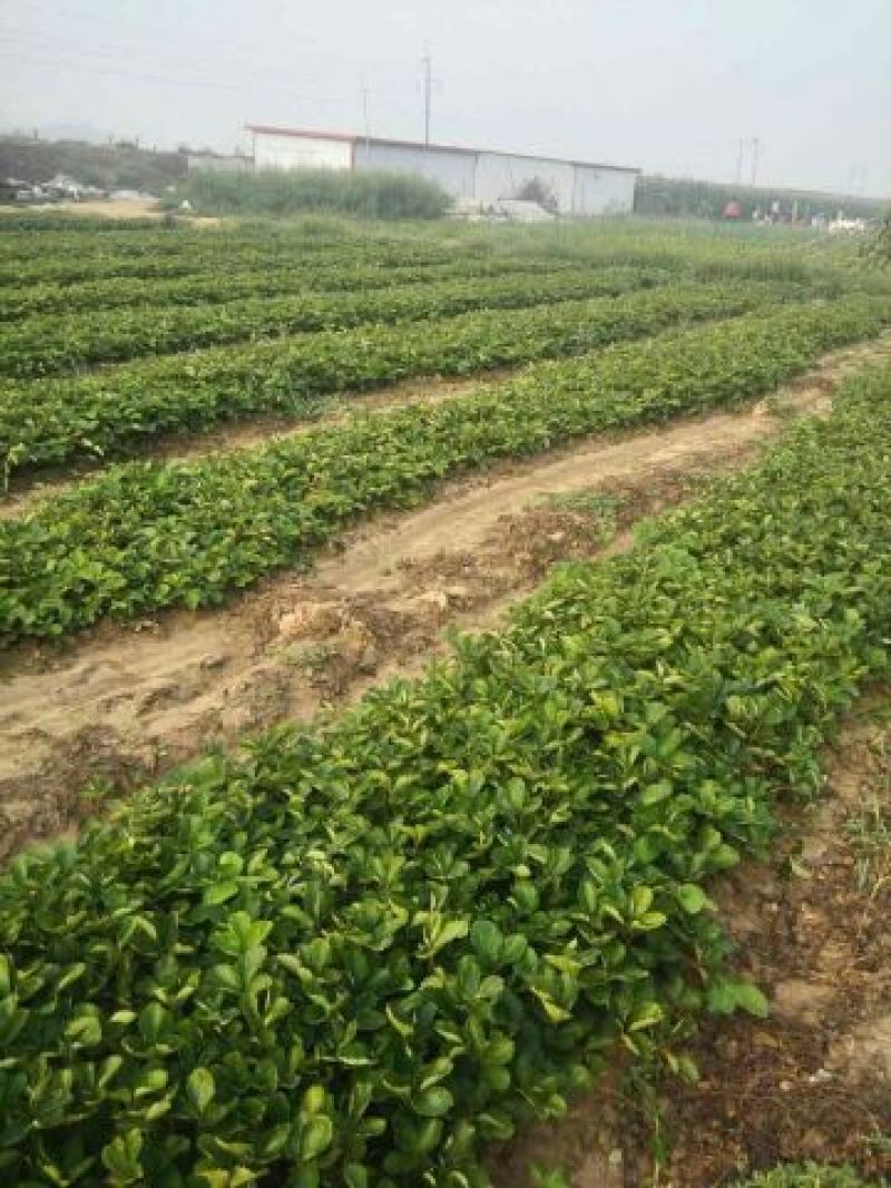 红颜草莓苗10~20cm红颜脱毒苗基地直销
