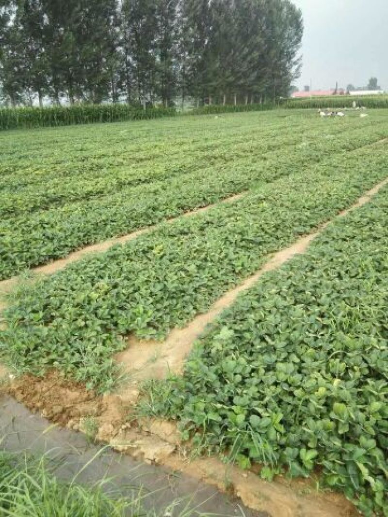 红颜草莓苗10~20cm红颜脱毒苗基地直销