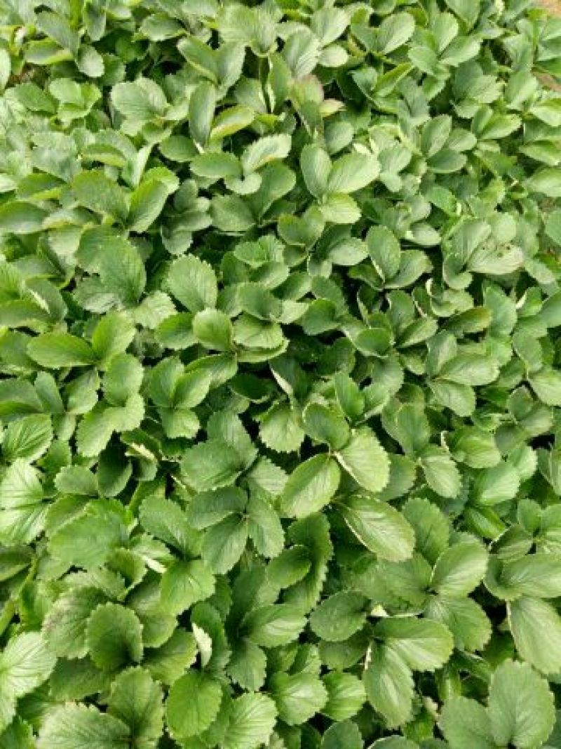 红颜草莓苗10~20cm红颜脱毒苗基地直销
