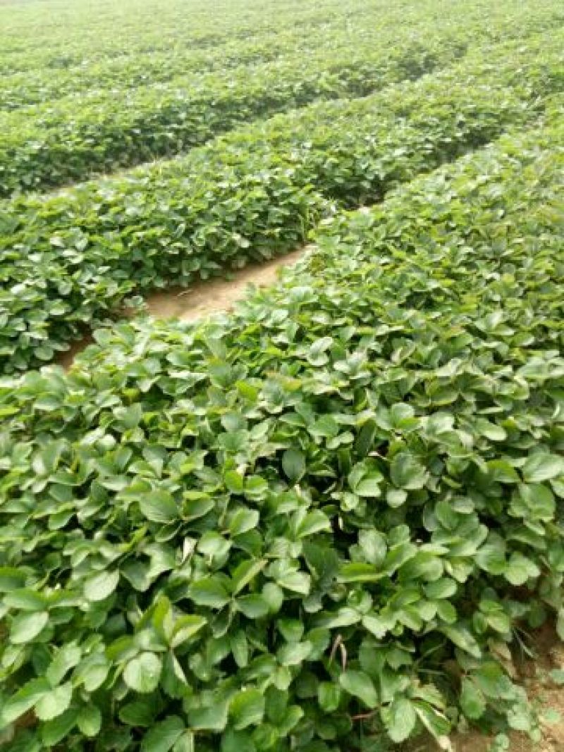 红颜草莓苗10~20cm红颜脱毒苗基地直销