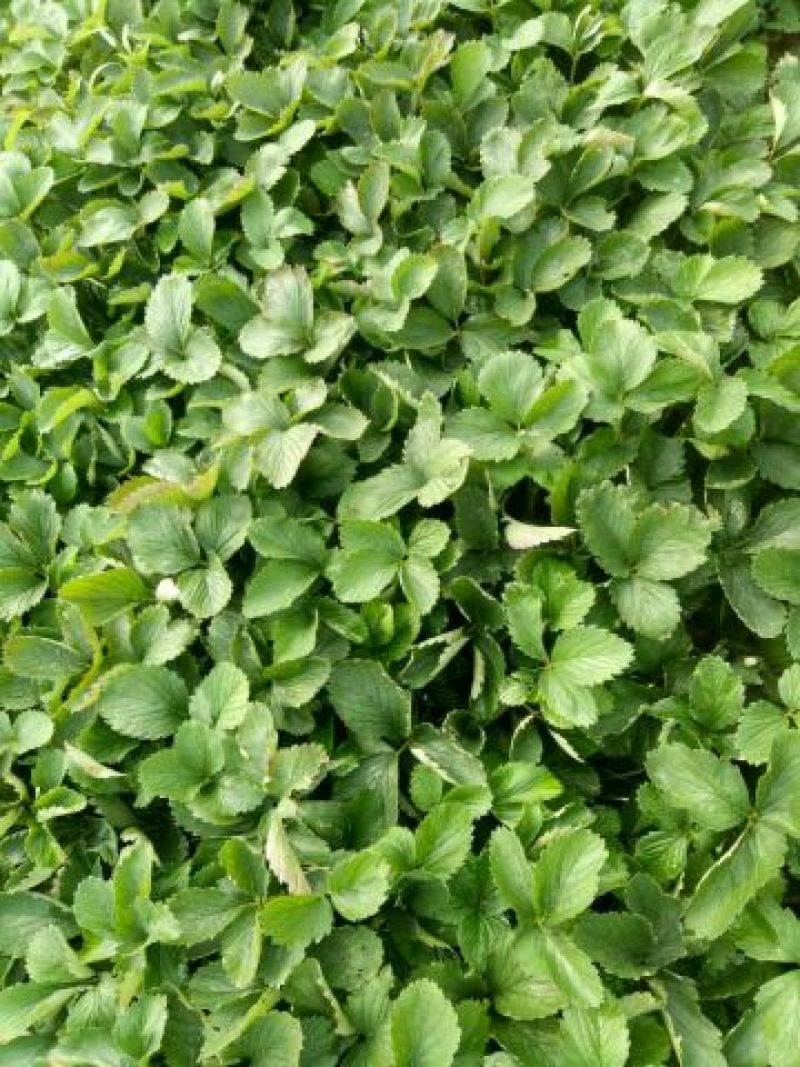 红颜草莓苗10~20cm红颜脱毒苗基地直销