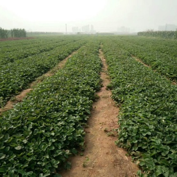 红颜草莓苗10~20cm红颜脱毒苗基地直销