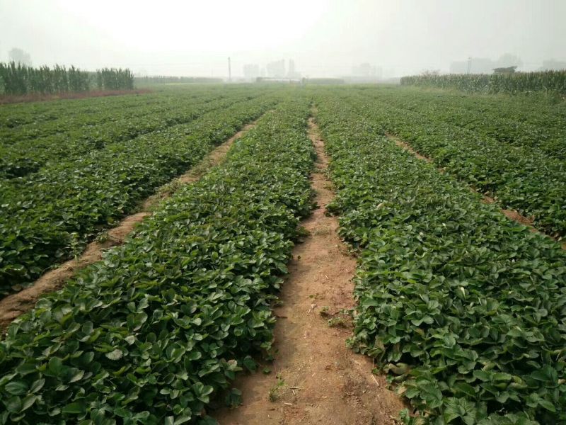 红颜草莓苗10~20cm红颜脱毒苗基地直销