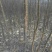 柳树种条2.5~3m