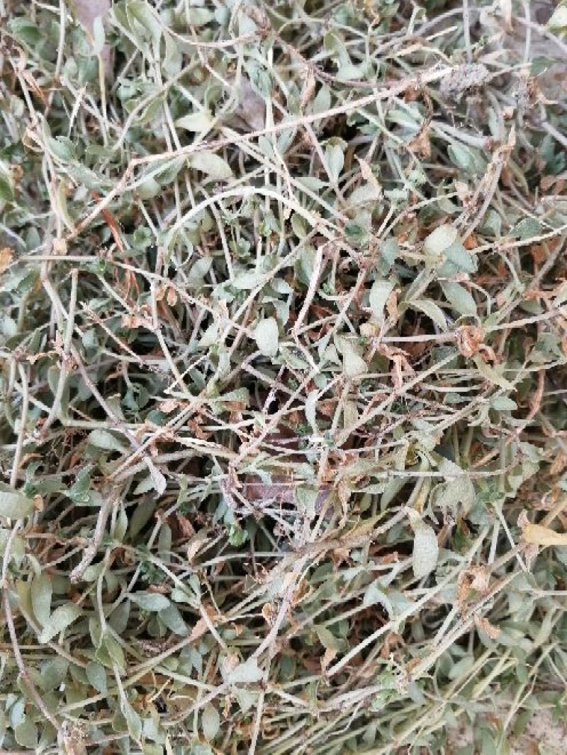 垂盆草