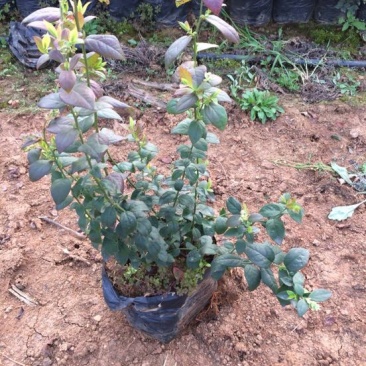 蓝莓苗2年以上50~80cm