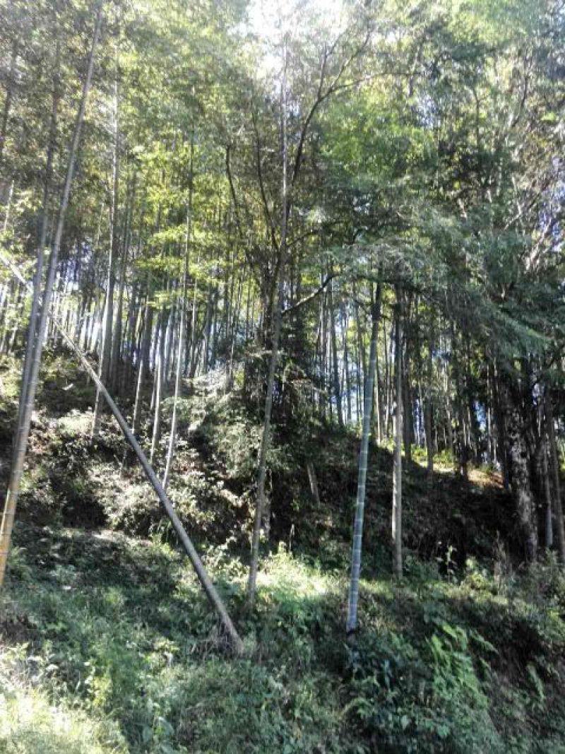 蜜蜂平箱装