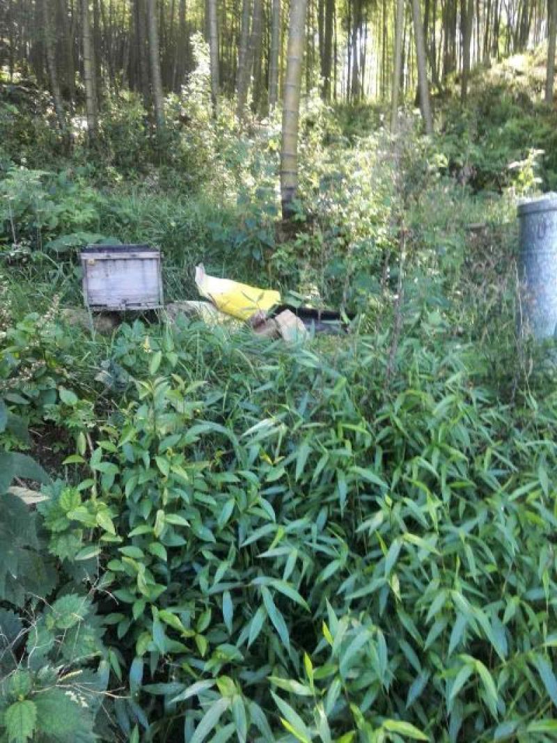 蜜蜂平箱装