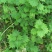 荨麻草