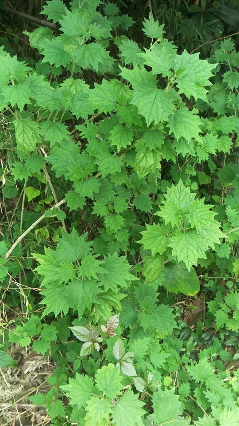 荨麻草
