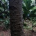 美丽异木棉18~20cm3.5~4m
