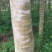 美丽异木棉18~20cm3.5~4m