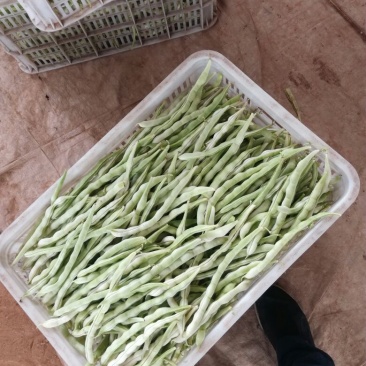 白条豆角20厘米以上