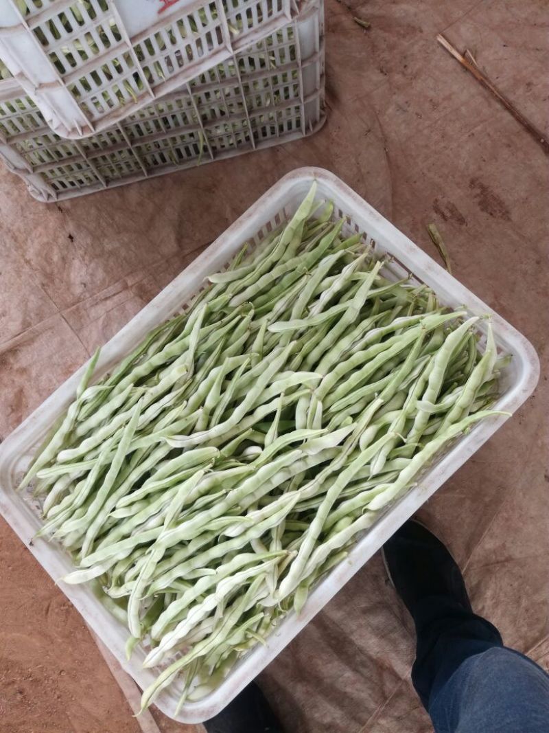 白条豆角20厘米以上