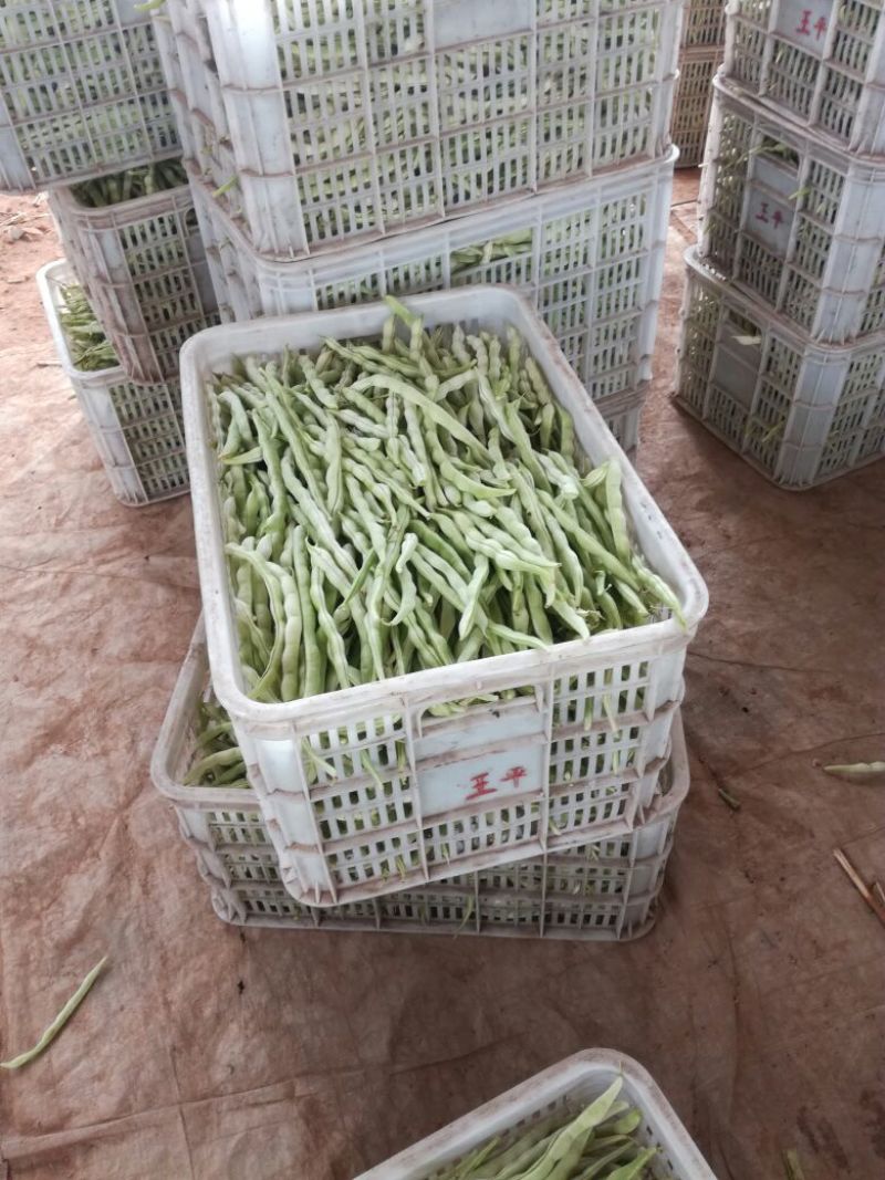 白条豆角20厘米以上
