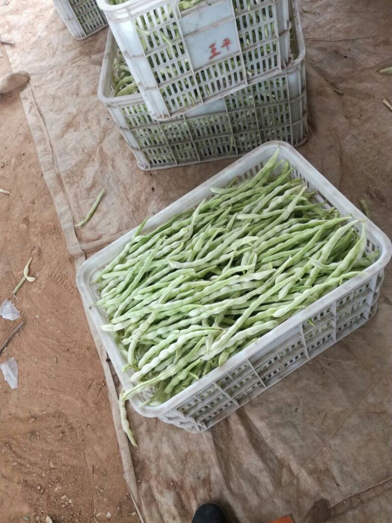 白条豆角20厘米以上