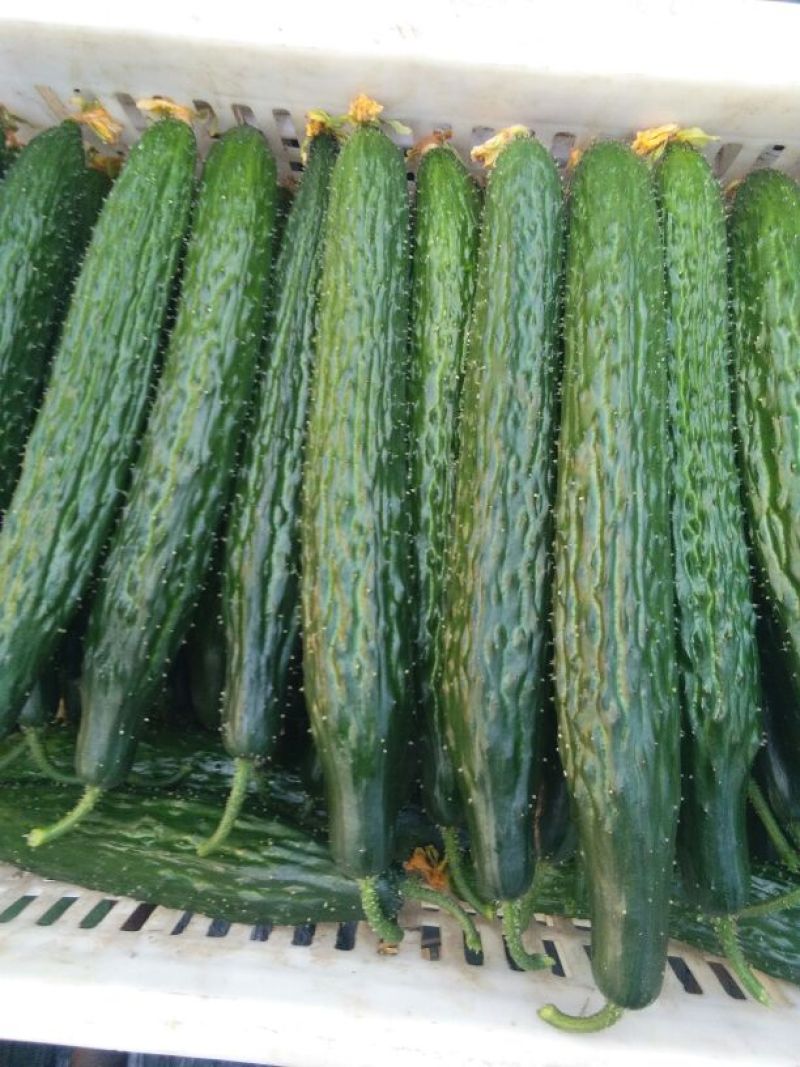 黄瓜25公分以上干花带刺