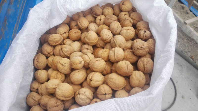 新疆185核桃25mm以上去皮干，阿克苏纸皮核桃
