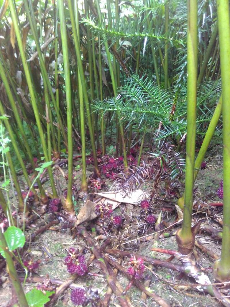 砂仁苗