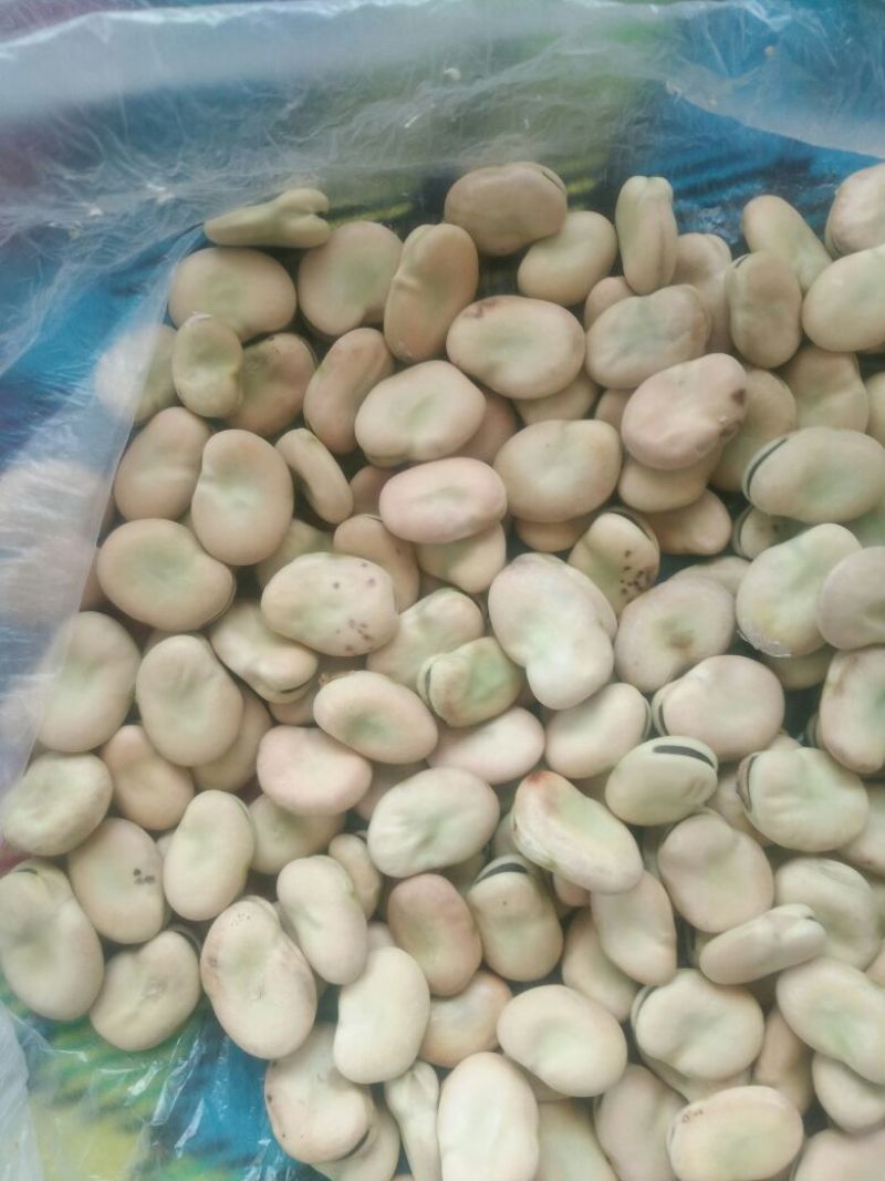 蚕豆优等品