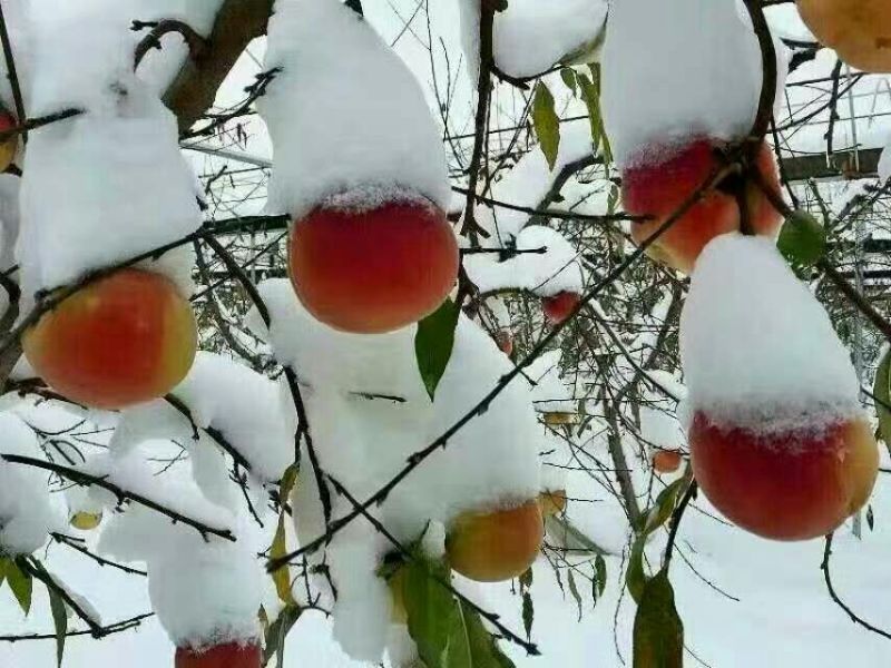 桃树苗雪桃桃树苗批发优质桃树苗