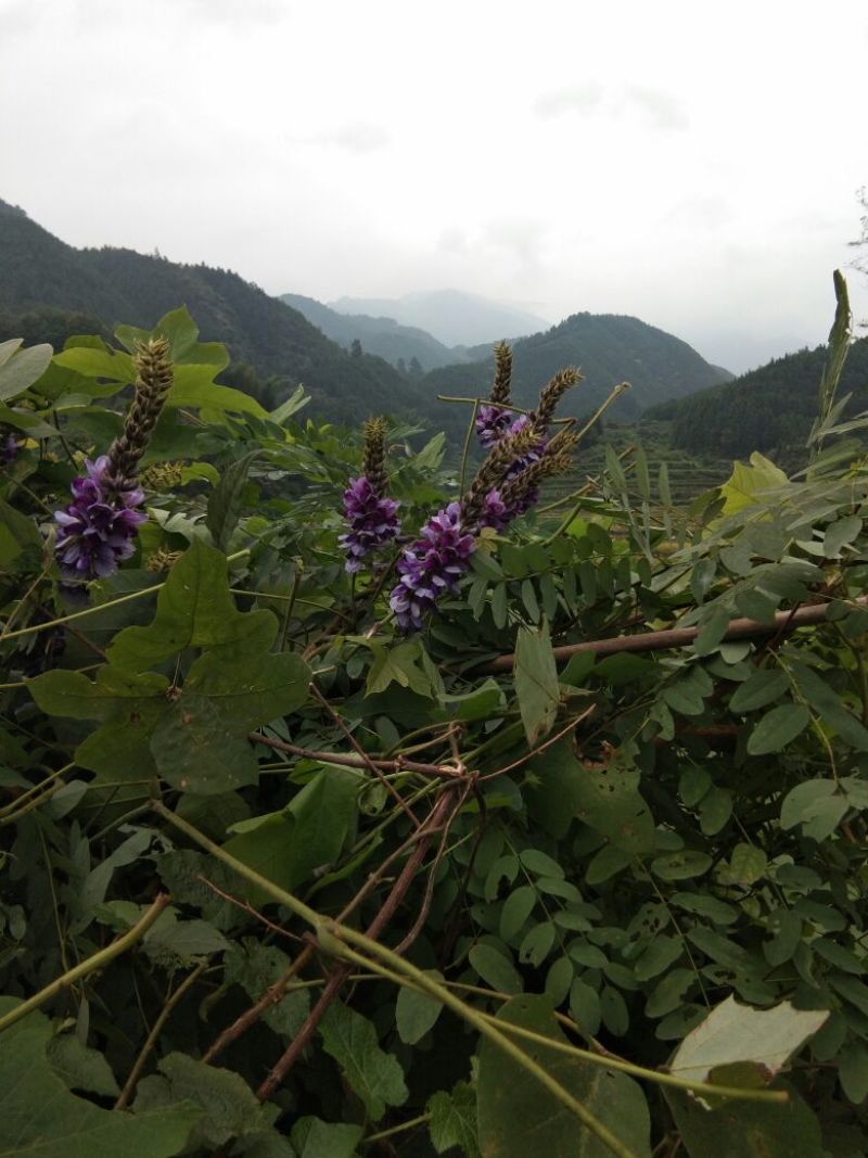 葛花野生