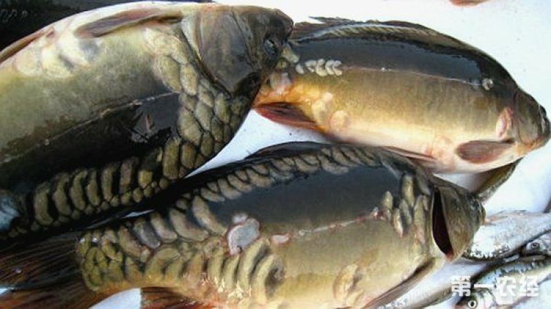 三道鳞食用2~3公斤