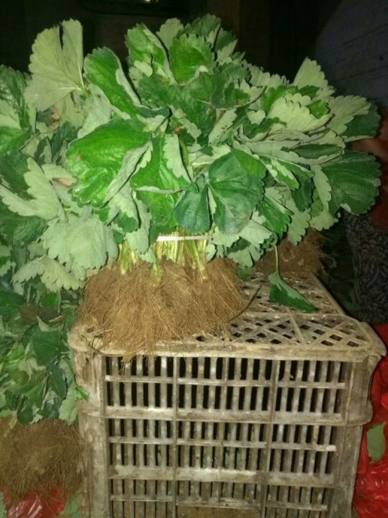草莓苗章姬草莓苗大棚草莓苗草莓苗基地顺丰快递发货