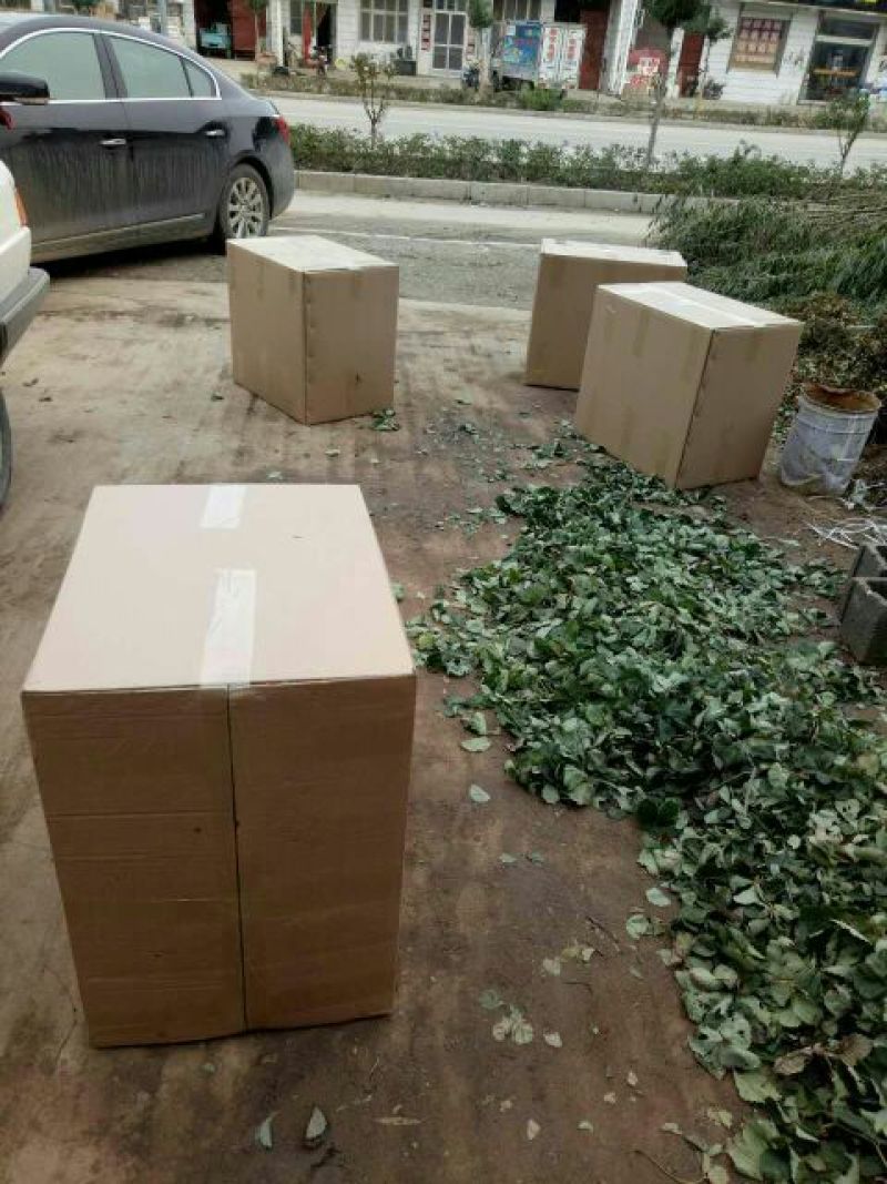 草莓苗章姬草莓苗大棚草莓苗草莓苗基地顺丰快递发货