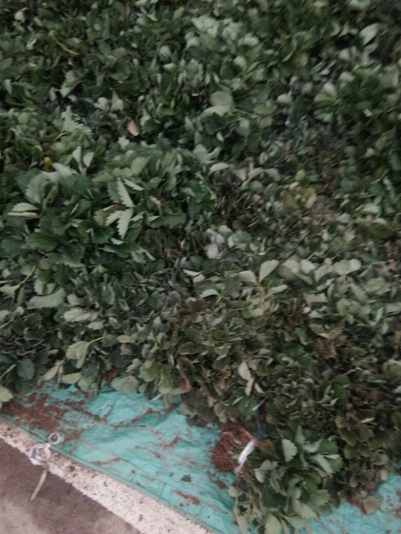 草莓苗章姬草莓苗大棚草莓苗草莓苗基地顺丰快递发货