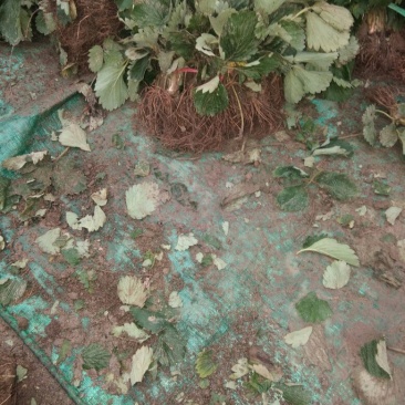草莓苗章姬草莓苗大棚草莓苗草莓苗基地顺丰快递发货
