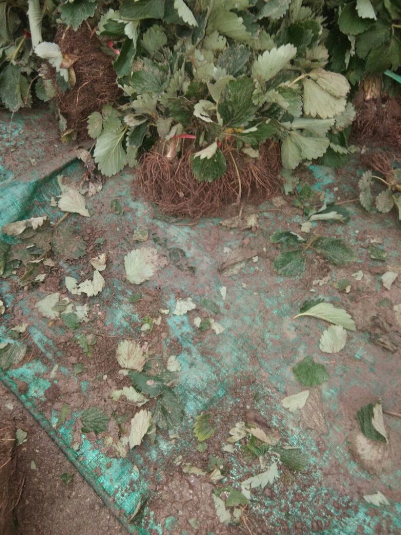 草莓苗章姬草莓苗大棚草莓苗草莓苗基地顺丰快递发货