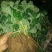 草莓苗大棚草莓苗品种草莓苗草莓苗基地顺丰快递发货