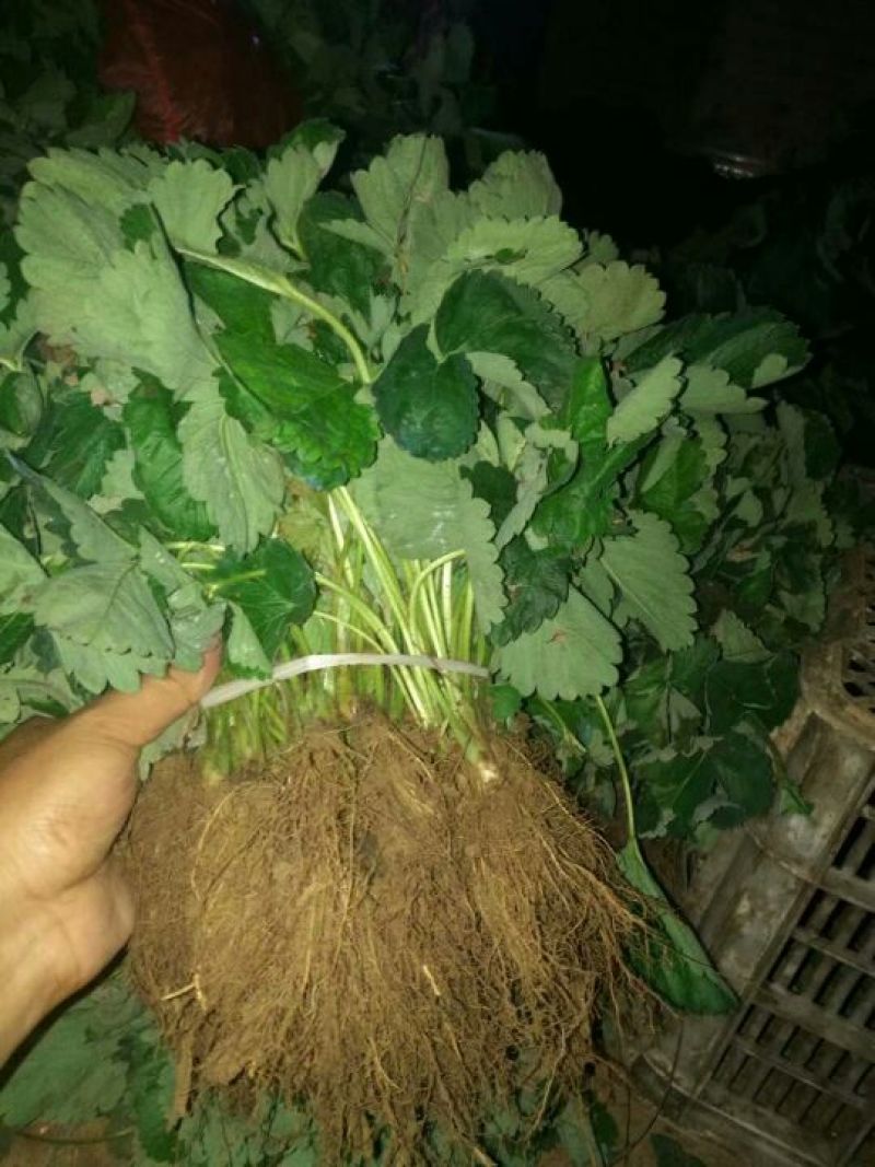 草莓苗大棚草莓苗品种草莓苗草莓苗基地顺丰快递发货