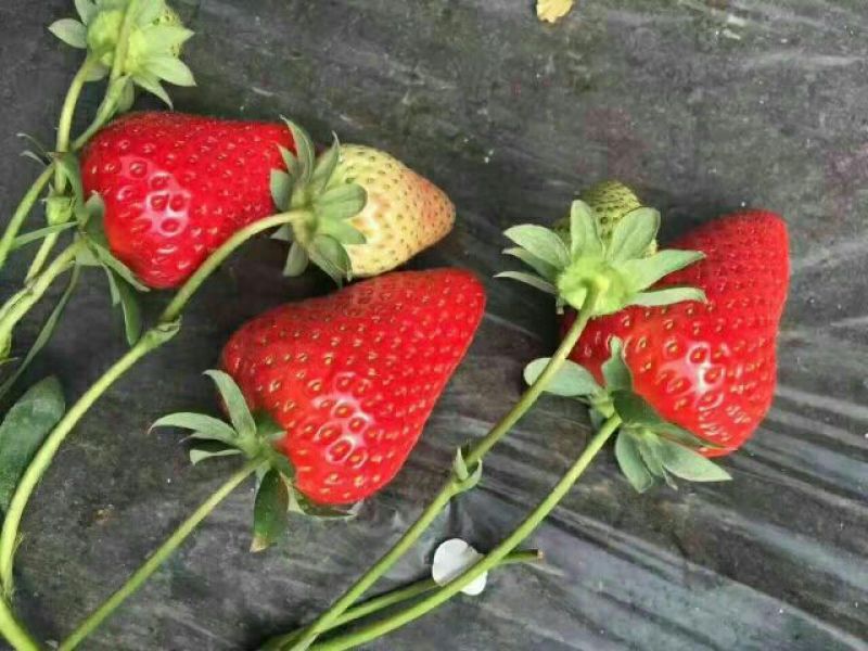草莓苗大棚草莓苗品种草莓苗草莓苗基地顺丰快递发货