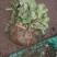 草莓苗大棚草莓苗品种草莓苗草莓苗基地顺丰快递发货