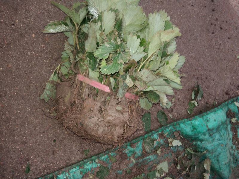 草莓苗大棚草莓苗品种草莓苗草莓苗基地顺丰快递发货