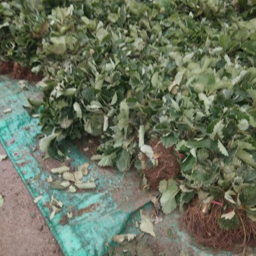 草莓苗大棚草莓苗品种草莓苗草莓苗基地顺丰快递发货