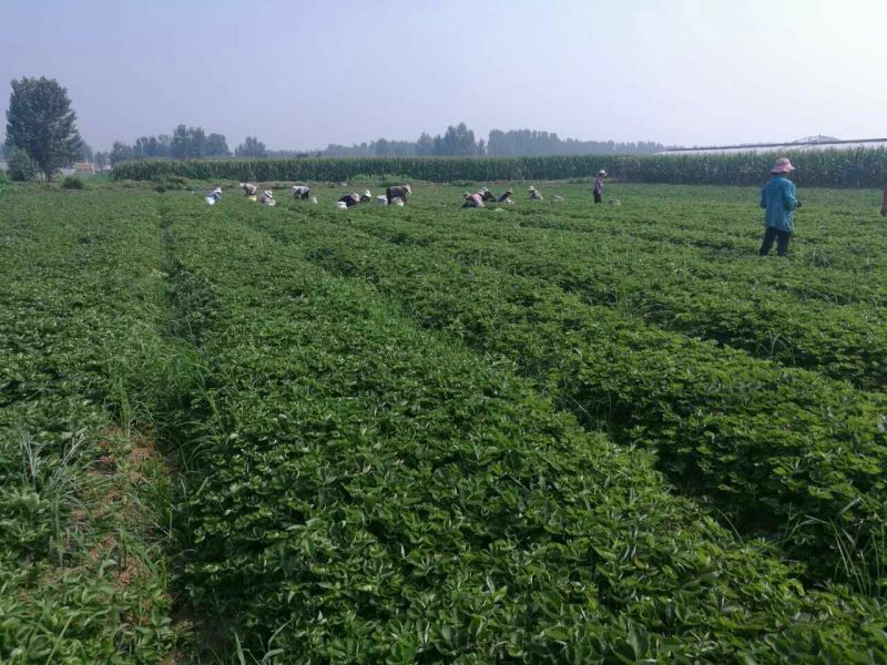 草莓苗大棚草莓苗品种草莓苗草莓苗基地顺丰快递发货