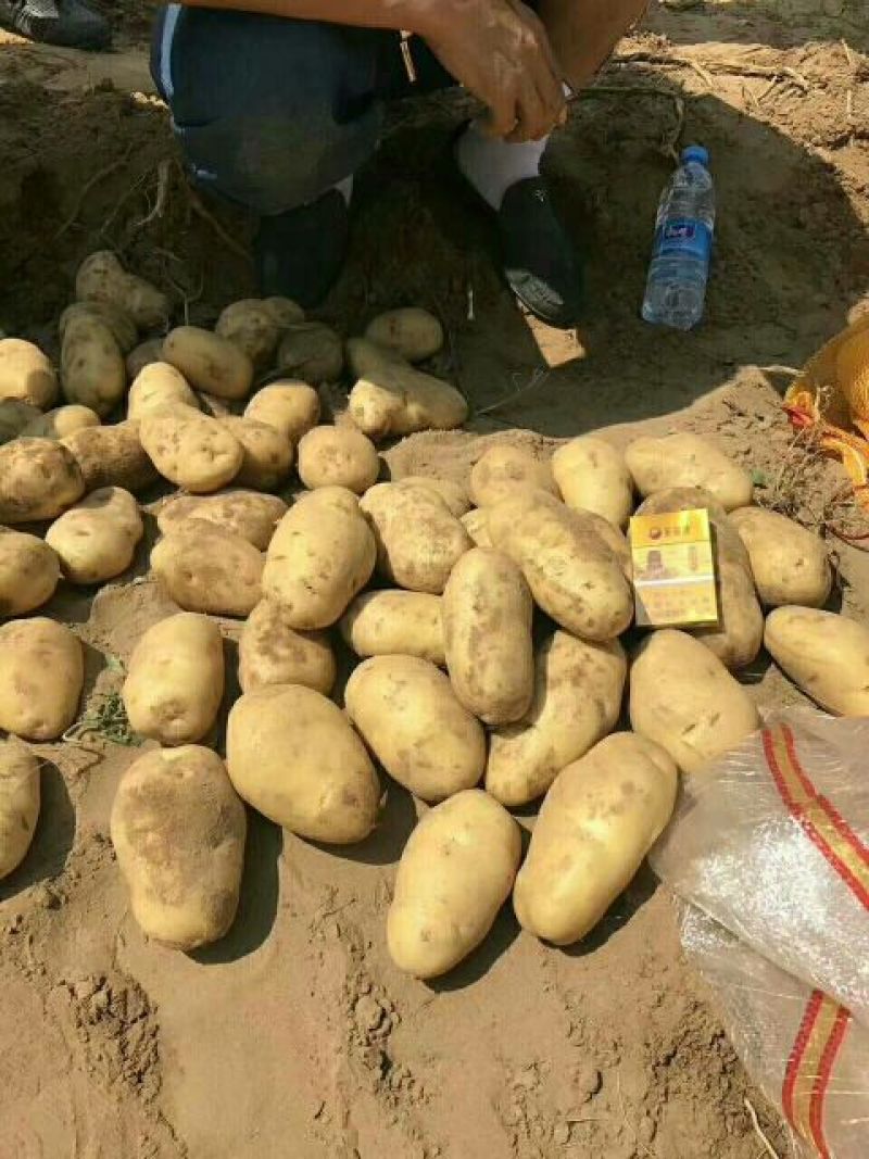 夏波蒂土豆4两以上精品，量大价优，欢迎咨询