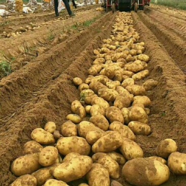 夏波蒂土豆4两以上精品，量大价优，欢迎咨询