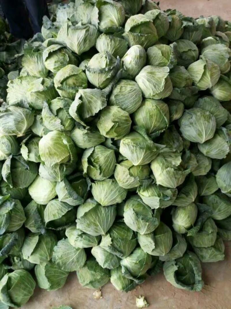 扁包菜2~3公斤精品