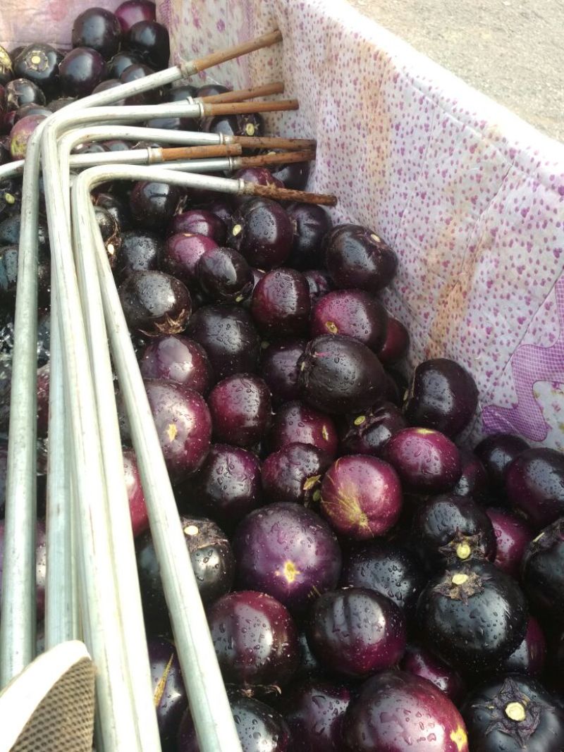 紫光圆茄5两以上质量好种植面积大好吃没籽