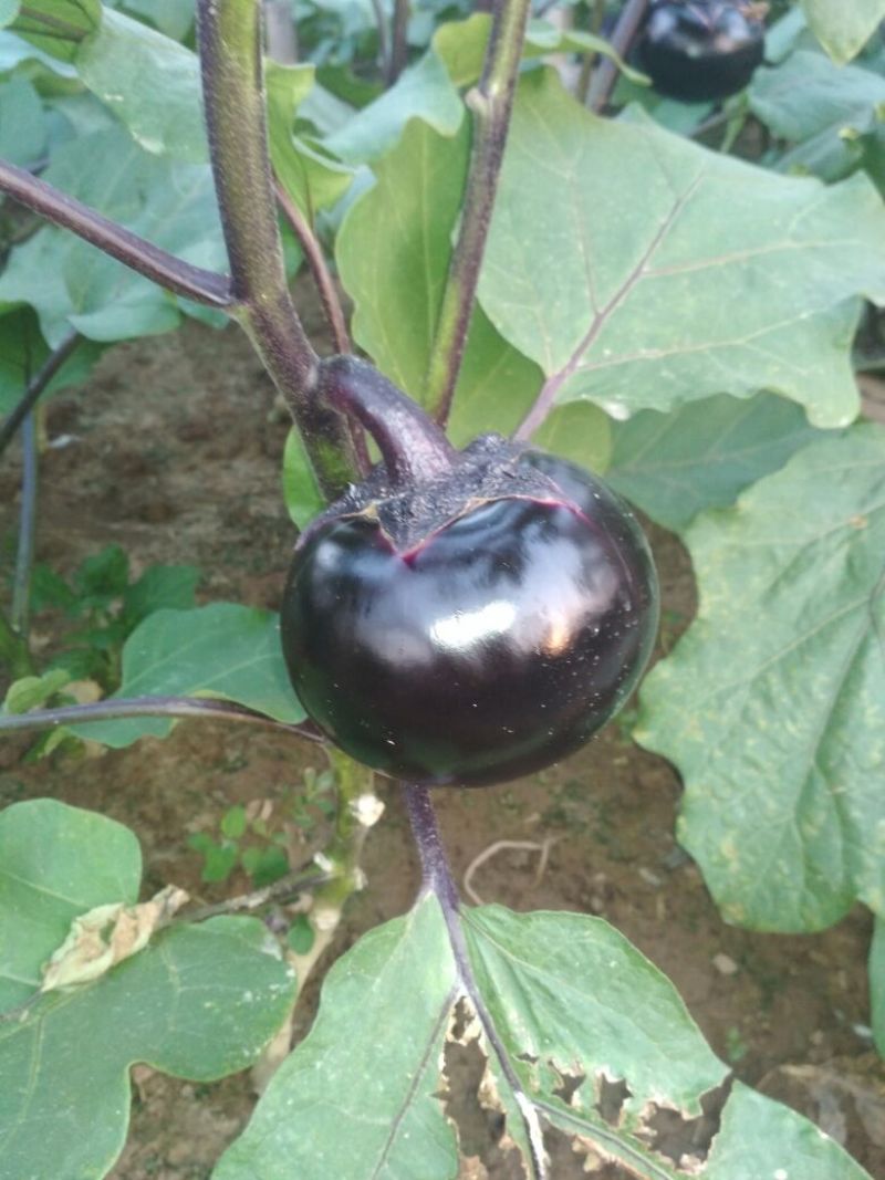 紫光圆茄5两以上质量好种植面积大好吃没籽