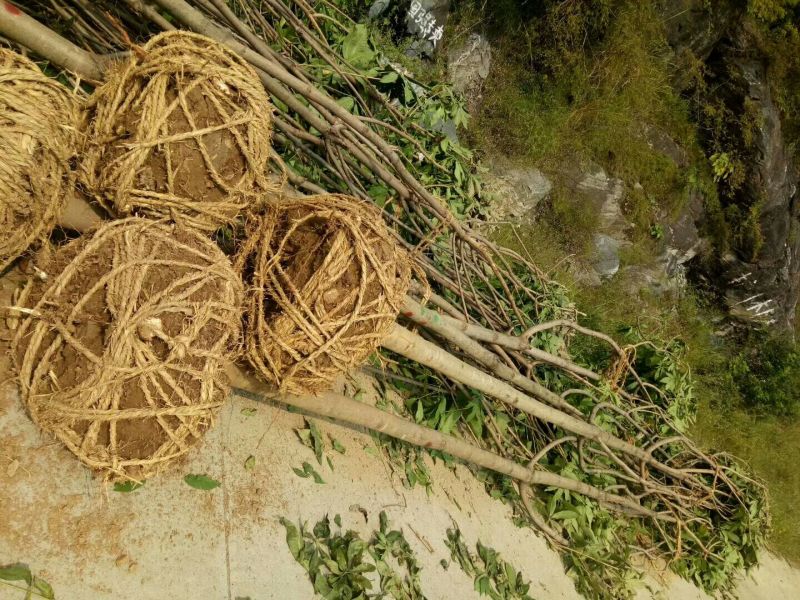 大小规格七叶树齐全，基地一手货，价格低