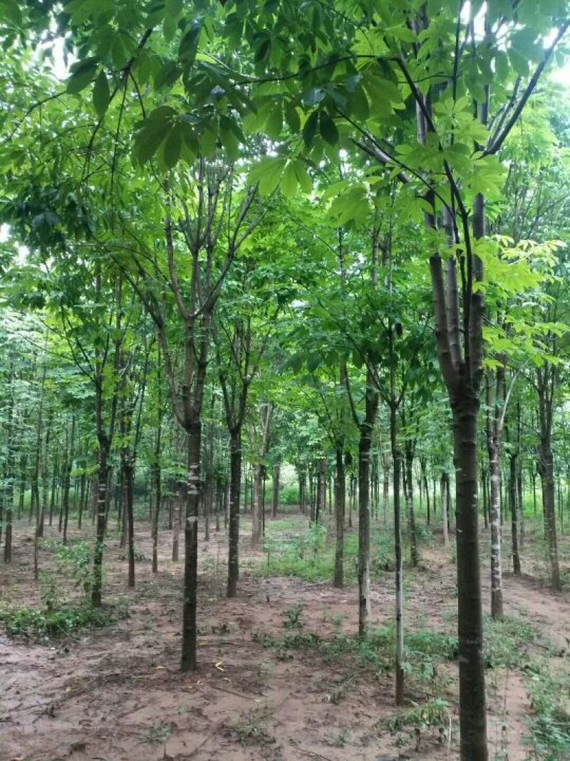 大小规格七叶树齐全，基地一手货，价格低