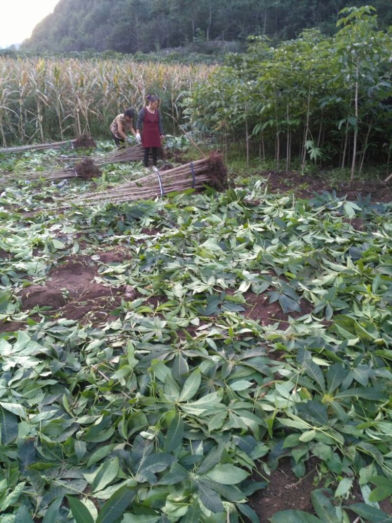 大小规格七叶树齐全，基地一手货，价格低